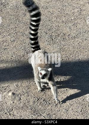 Lemuri Foto Stock