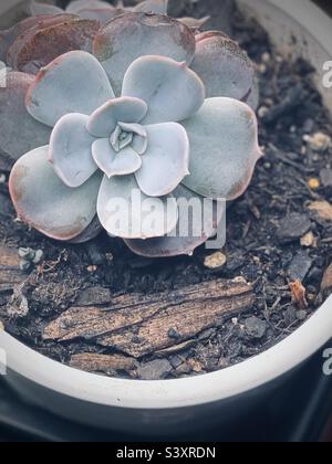 Fantasma Echeveria — Echeveria lilacina succulente in piantatrice Foto Stock