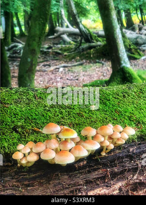 Funghi di ciuffo di zolfo (Hypholoma fasciculare) che coltivano un albero marcio nel Parco Nazionale della Nuova Foresta Foto Stock