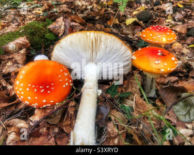 Funghi Agarici caduti (Amanita muscaria) che mostrano il cappuccio dei funghi e le branchie sul pavimento della foresta nell'Hampshire Regno Unito Foto Stock