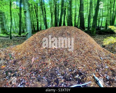 Grandi formiche di legno nido (Formica rufa) sul pavimento della pineta in Hampshire Regno Unito Foto Stock