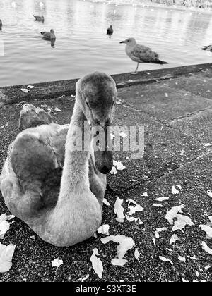 A. immagine in bianco e nero di un cignet Foto Stock