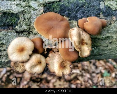 Funghi che crescono su un albero caduto in una foresta di Hampshire, Regno Unito Foto Stock
