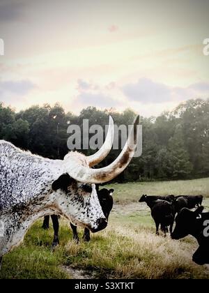 Vista laterale dello sterzo Texas longhorn con corna Foto Stock