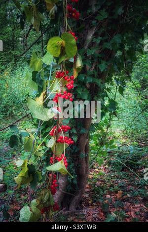 Le bacche d'autunno rosso brillante di Bryony Nero una vite selvatica trovata in boschi e siepi. Foto Stock