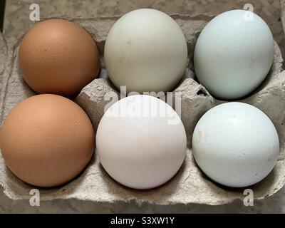 Galline, anatre e uova di Blue Legbar in scatola delle uova Foto Stock