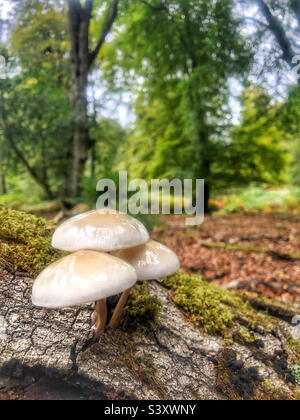 Funghi di porcellana che crescono su un albero marcio nel New Forest National Park Hampshire Foto Stock