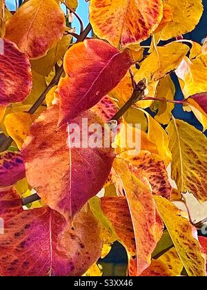 Le foglie di Crimson e oro si rilassano nella loro bellezza naturale e gloria durante una bella giornata autunnale nello Utah, USA. Si trova nel terreno di un complesso di appartamenti senior. Non dovete sempre andare in montagna. Foto Stock