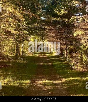 Baldacchino di alberi a piedi nel bosco Foto Stock
