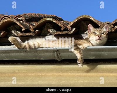 Gatto divertente nel grondaia del tetto Foto Stock