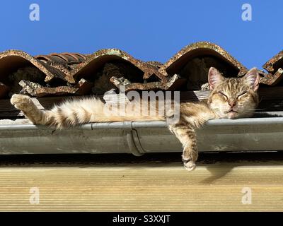 Gatto divertente nel grondaia del tetto Foto Stock