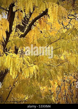 Questo albero nel nostro cortile nello Utah, USA ha dovuto essere segato giù all'inizio di quest'anno, dopo 30 anni. Questi bei rami frondosi d'oro giallo in autunno erano belli, ma non di più. Foto Stock