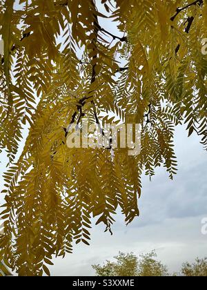 Quest'anno, dopo 30 anni, si è dovuto segare questo albero nel nostro cortile anteriore nello Utah, negli Stati Uniti. Questi bei rami frondosi d'oro giallo in autunno erano belli, ma non di più. POV sotto l'albero. Foto Stock