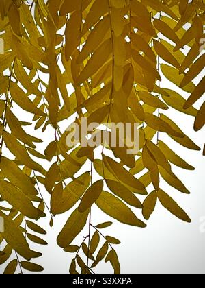 Quest'anno, dopo 30 anni, si è dovuto segare questo albero nel nostro cortile anteriore nello Utah, negli Stati Uniti. Questi bei rami frondosi d'oro giallo in autunno erano belli, ma non di più. POV sotto l'albero. Foto Stock