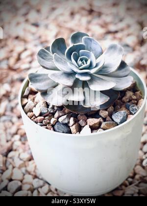 Fantasma Echeveria succulente in piantatrice Foto Stock