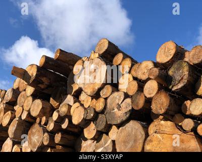 Alberi freschi abbattuti raccolti come tronchi tagliati Foto Stock