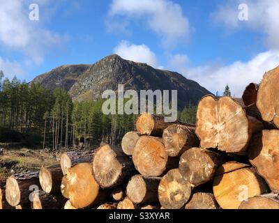 Alberi freschi abbattuti raccolti come tronchi tagliati Foto Stock