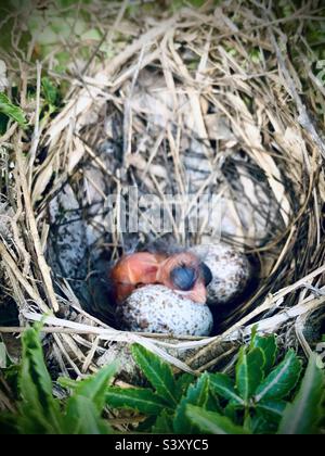 Bambino appena covato cardinale in nido con le uova Foto Stock