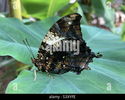 Farfalla jazzy frondosa Foto Stock