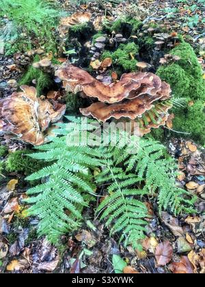 Fungo gigante di Polypore che cresce in un legno di faggio vicino a Winchester Hampshire Regno Unito Foto Stock