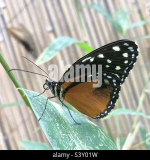 Farfalla di tigerwing crema-macchiata Foto Stock