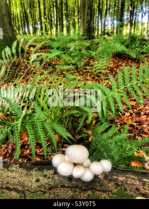 Funghi di porcellana che crescono nei boschi di faggio vicino a Winchester Hampshire Regno Unito Foto Stock