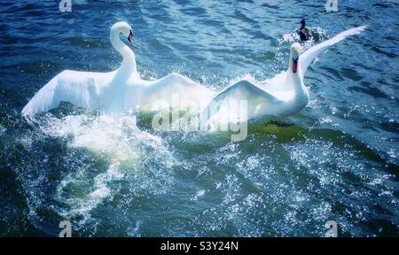 Cigni di combattimento Foto Stock