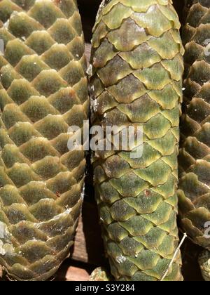 un mazzo di coni di abete verde Foto Stock