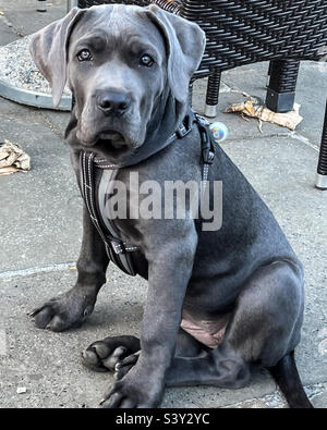 Cucciolo di Cane corso Foto Stock