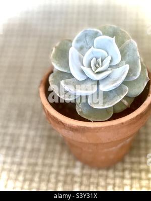 Ghost Echeveria succulente in piccola piantatrice Tera cotta Foto Stock