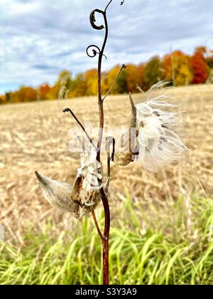 Semi di Milkweed in ottobre Foto Stock