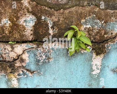 Una pianta che cresce fuori da crack in un muro grungy Foto Stock