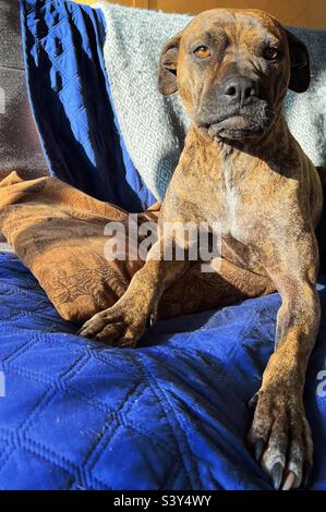 Brindle cane di razza mista seduto sul divano blu Foto Stock