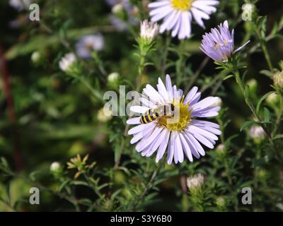 Sorvola femminile (Syrphus sp.) con addome a strisce nere e gialle e torace lucido che si nutrono su una margherita viola chiaro Foto Stock