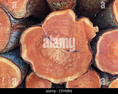 Gli anelli dell'albero in albero recentemente abbattuto Foto Stock