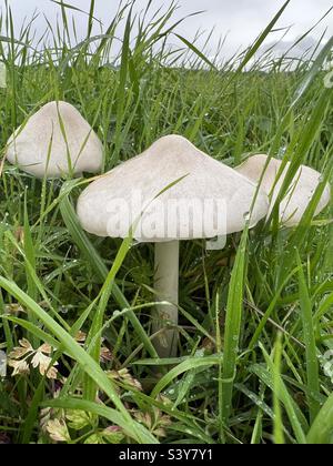 Funghi bianchi che crescono tra erba lunga in natura nel Somerset Inghilterra in autunno Foto Stock