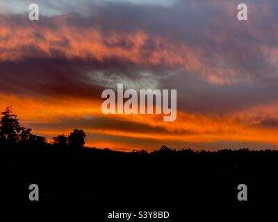 Tramonto su cornfield Foto Stock