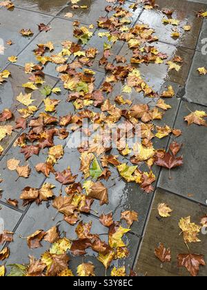 Foglie di autunno sul pavimento bagnato Foto Stock