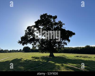 Il grande albero di quercia si erige da solo in un campo erboso verde a metà estate con cielo blu nel Somerset Inghilterra Foto Stock