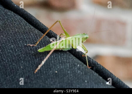 Un cavalletta sul bordo di un cuscino nero. Foto Stock