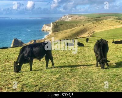 Mucche nere sulla costa di Jurassic guardando verso Durdle Door nel Dorset Regno Unito Foto Stock