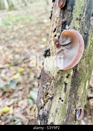 Un esemplare fine di un fungo dell'orecchio della gelatina che cresce su legno marciante. Foto Stock