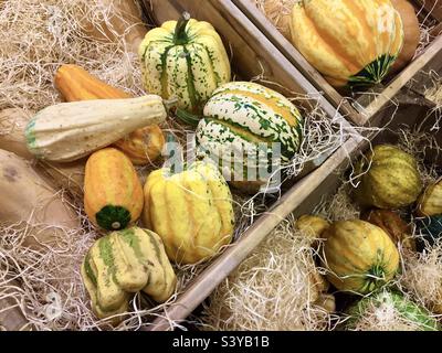 Scatole di legno con piccole zucche miste e decorative in vendita al mercato agricolo in autunno. Foto Stock