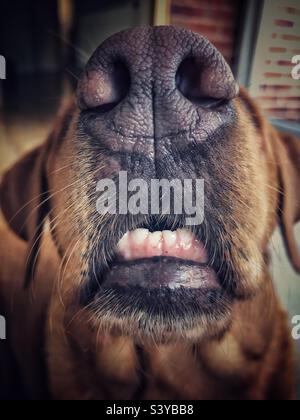 Primo piano del naso e bocca aperta di un cane da compagnia con denti che mostrano e un underbite Foto Stock