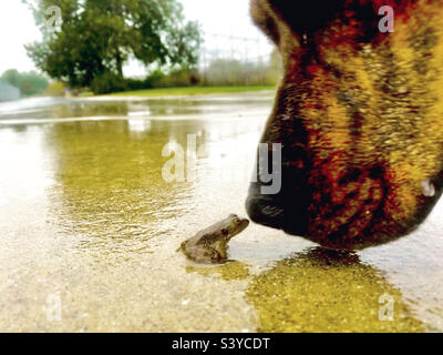 Il cane incontra rana Foto Stock