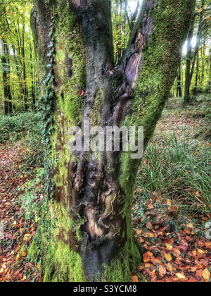 Malattia della corteccia dell'albero del faggio in un Hampshire Regno Unito Foto Stock