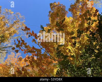 Cielo blu con alberi fogliari gialli, arancioni e verdi Foto Stock