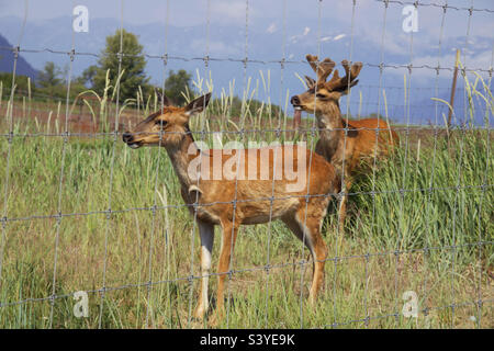 Cervo Sitka dalla coda nera Foto Stock