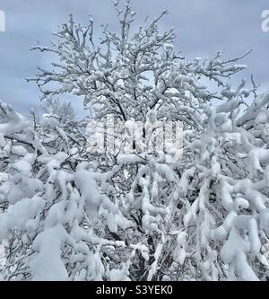 Un albero di locusta del cortile anteriore nello Utah, Stati Uniti è stato scaricato sopra da una tempesta di neve. Rende un astratto naturale molto stagionale, come la neve pesante interagisce con l'albero nel suo complesso, e ogni ramo individualmente. Foto Stock