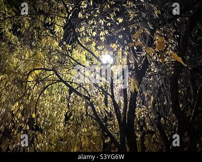 Un ciliegio piangente di notte durante l'autunno in un cortile nello Utah, USA. Le foglie sono cambiate in giallo e molte sono cadute. Il lampo sopra e in mezzo all'albero rende un grande astratto. Foto Stock